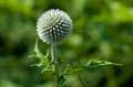 035 Kugeldistel - Great globe thistle - Echinops